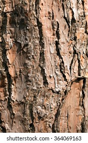 Slash Pine's Bark(Pinus Elliottii)