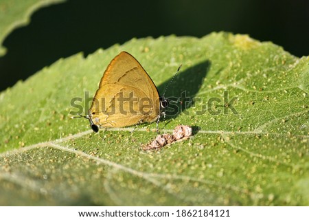 A Slate Flash butterfly aka Rapala Manea perched on a green leaf in the village of Khonoma in Nagaland. Stock photo © 