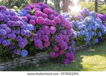 Similar – Image, Stock Photo hydrangea Hydrangea