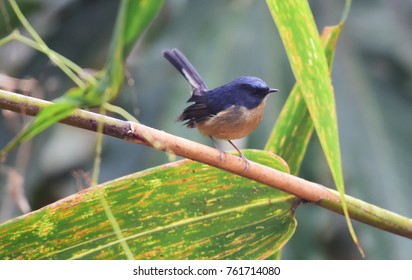  Slaty-blue Flycatcher ( Ficedula tricolor ),small blue birds in the northern of Thailand.