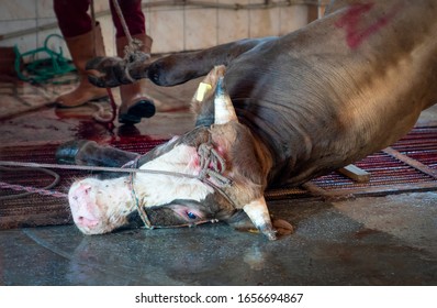 Slaughter House With Appliance And Slaughtering Animal.