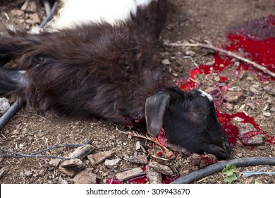slaughtered-lamb-sheep-260nw-309943670.jpg
