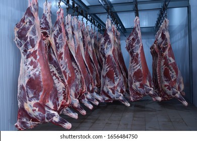 At The Slaughterhouse. Carcasses Raw Meat Beef Hooked In The Freezer