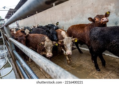 Slaughterhouse Cows On Beef Meat Production, Slaughter Of Cows