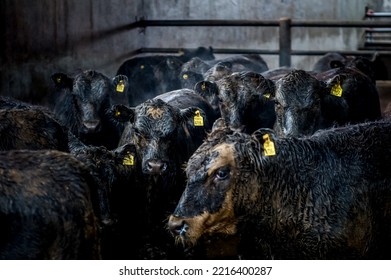 Slaughterhouse Cows On Beef Meat Production, Slaughter Of Cows