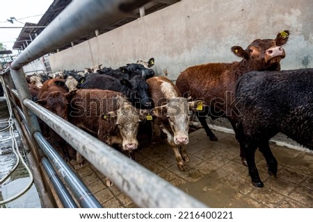 Slaughterhouse cows on beef meat production, slaughter of cows