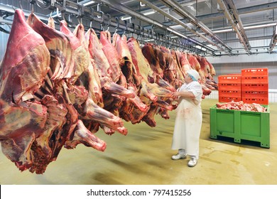 Slaughterhouse: Flewischer inspects freshly slaughtered cattle halves in the cold store of a butcher's shop for the further processing of sausages - Powered by Shutterstock