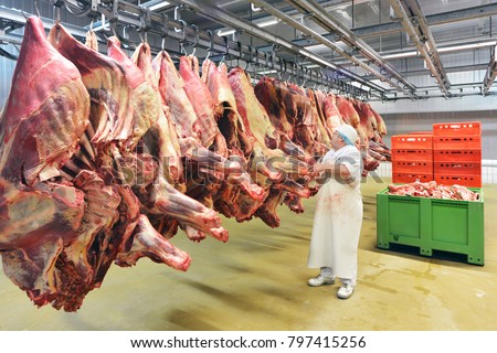Slaughterhouse: Flewischer inspects freshly slaughtered cattle halves in the cold store of a butcher's shop for the further processing of sausages