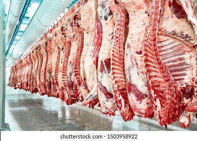 Slaughterhouse Meat Processing Plant, Cut Marble Beef.