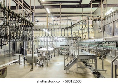 Slaughterhouse Poultry Factory. Poultry Processing Plant Line. Production Of Chicken Meat.