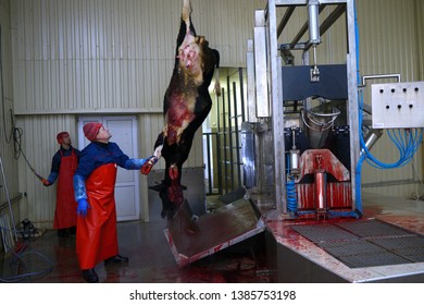 At the slaughterhouse. Worker hooking a carcass of a caw after slaughter. April 22, 2019. Kiev, Ukraine
