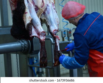 At the slaughterhouse. Worker skinning carcass of a caw using hoist and knife. April 22, 2019. Kiev, Ukraine