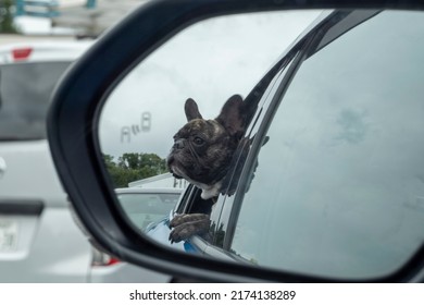 Slective Focused Photo Of Small Black Dog Face Reflection On Front Side Mirror Car