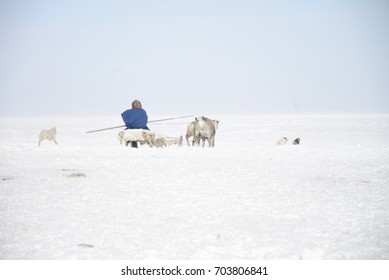 SLED