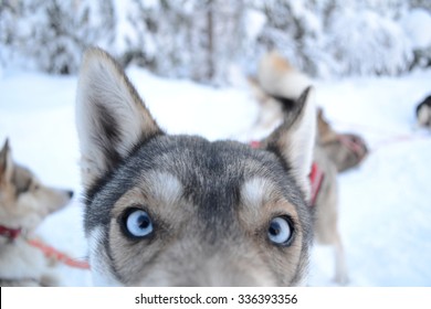 Sled Dog