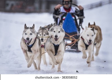 Sled Dog