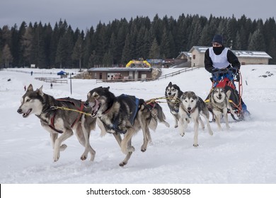 Sled dog