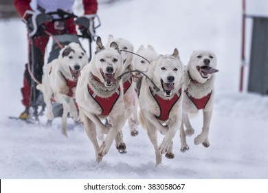 Sled dog