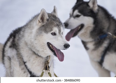 Sled Dog