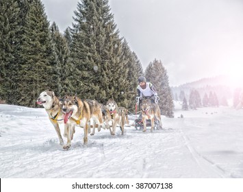 Sled dog