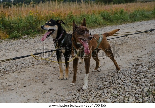 Sled dog competitions in autumn in cloudy weather.\
Two mongrel dogs strong and hardy in harnesses preparing pull run\
forward together. Happy team dogs stands and rests on road with\
tongues out.