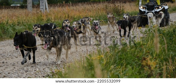 Sled dog competitions in autumn. Team of Alaskan\
Huskies pulls an quadcycle along rural dirt road. Mestizos are\
strong and hardy in harnesses working together. Happy team of dogs\
running fast forward.