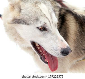 Sled Dog In High Tatras Mountains, Slovakia