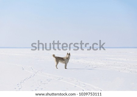 Similar – Image, Stock Photo much blue, much white and a little bit of dog