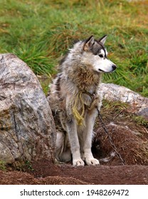 Sled Dog In Pond Inlet, Nunavut, Canada