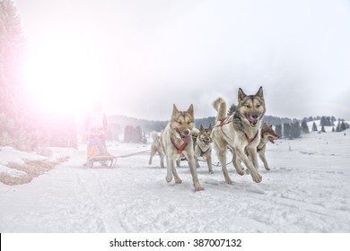 Sled Dog Race On Snow In Winter