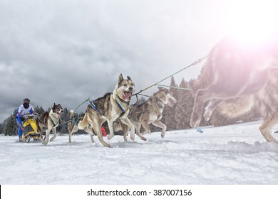 Sled dog race on snow in winter