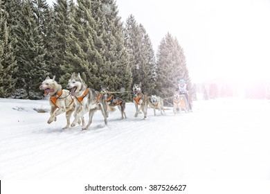 Sled dog race on snow in winter