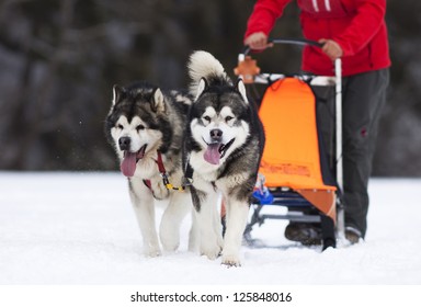 sled dog race siberian huskies