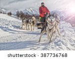 Sled dog racing alaskan malamute snow winter competition race