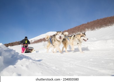 Sled Dog Racing Alaskan Malamute Snow Winter Competition Race