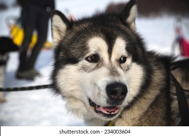 Sled dog racing alaskan malamute snow winter competition race