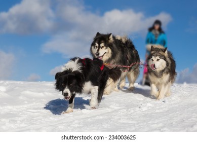 Sled dog racing alaskan malamute snow winter competition race