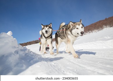 Sled dog racing alaskan malamute snow winter competition race