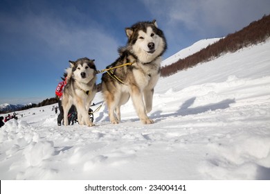 Sled dog racing alaskan malamute snow winter competition race