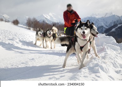 Sled Dog Racing Alaskan Malamute Snow Winter Competition Race