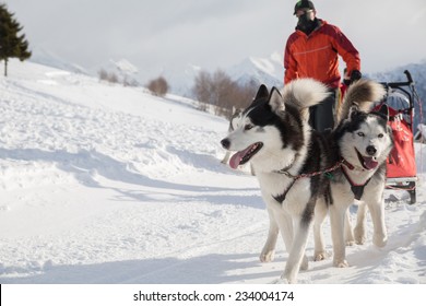 Sled dog racing alaskan malamute snow winter competition race