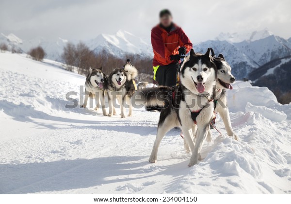 malamute sled dog