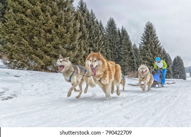 Sled Dog Racing, Snow Winter Competition Race