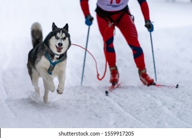 Sled Dog Skijoring. Husky Sled Dog Pull Dog Musher. Sport Championship Competition.