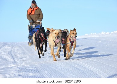 Sled Dog Team