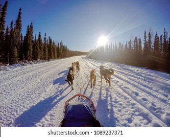 Sled Dogs In Alaska