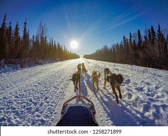 Sled dogs in Alaska