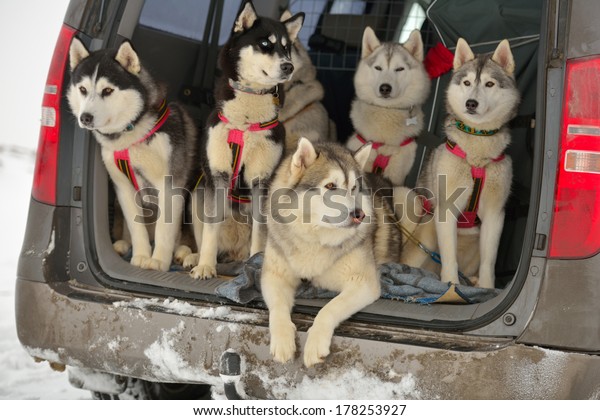 Sled dogs in a car before\
the racing