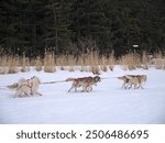 Sled dogs in harness running in the snow with forest in background