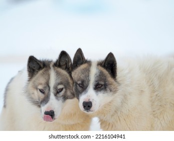 Sled dogs on sea ice during winter near Uummannaq in northern West Greenland beyond the Arctic Circle. Greenland, Danish territory - Shutterstock ID 2216104941